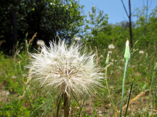 Spring brings an explosion of colors in your wildflowers