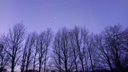 Obraz premium trees in fog