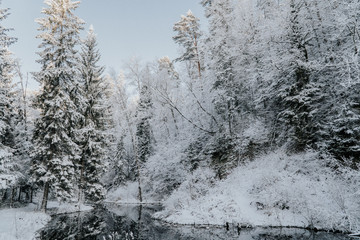 forest in winter