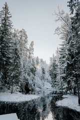 forest in winter