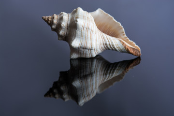 Horse Conch Seashell