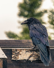 Raven in the Rain