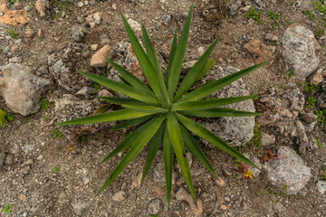 Maguey cactus plant