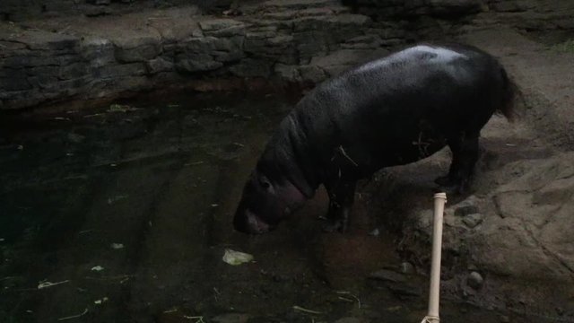 pygmy hippo by water pool drinking and swim , The pygmy hippopotamus (Choeropsis liberiensis or Hexaprotodon liberiensis) small hippopotamid native to  forests & swamps of West Africa & Liberia