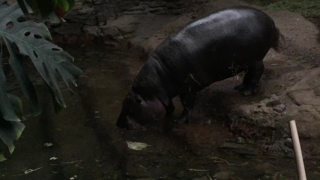 pygmy hippo by water pool drinking and swim , The pygmy hippopotamus (Choeropsis liberiensis or Hexaprotodon liberiensis) small hippopotamid native to  forests & swamps of West Africa & Liberia