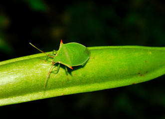 southern green stink bug with serrated head