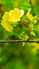 Yellow dog rose. Rosa canina flowers with green leaves on a blurry background. Blooming wild yellow rose bush. Yellow dog rose (Rosa canina) on a bokeh. Copy space