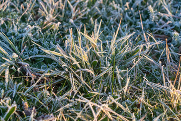 Fototapeta premium Frosted grass in a garden during winter