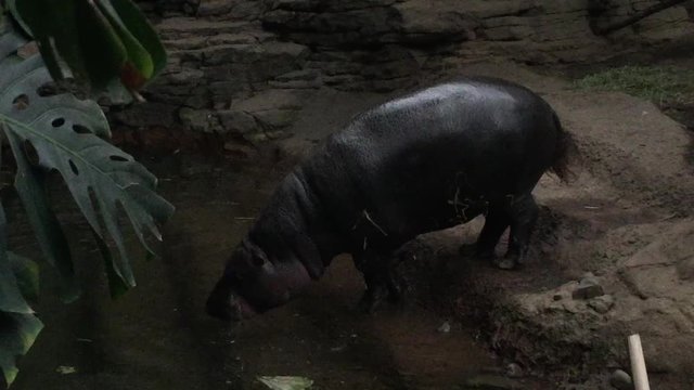 pygmy hippo by water pool drinking and swim , The pygmy hippopotamus (Choeropsis liberiensis or Hexaprotodon liberiensis) small hippopotamid native to  forests & swamps of West Africa & Liberia