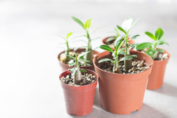 Planting new plants. Sprout Adenium plant from seed at home, gardening concept.