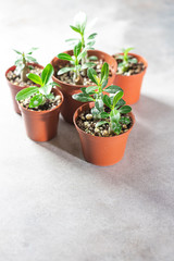 Planting new plants. Sprout Adenium plant from seed at home, gardening concept.