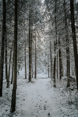forest in winter