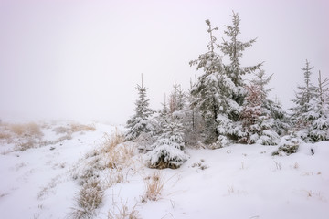 Winter landscape with forest grass and spruces