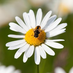 Fototapeta premium bee or honeybee on white flower of common daisy