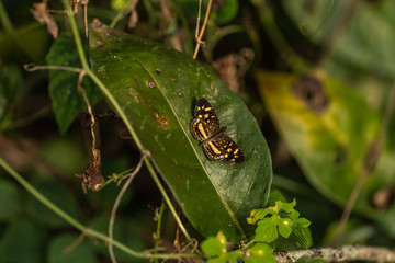 Brown Butterfly on green Leaf