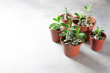 Planting new plants. Sprout Adenium plant from seed at home, gardening concept.