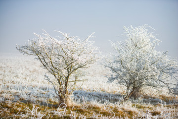 Amazing winter