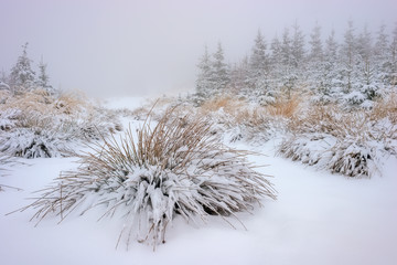 Forest grass covered with fresh snow
