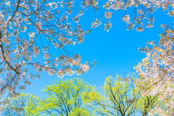 The sunlight illuminates the Cherry blossoms and fresh green trees from blue sky at Central Park New York City NY USA.