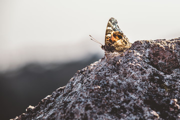 Farfalla su pietra, il delicato e il rude, opposti.