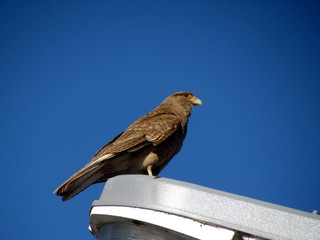 Chimango (Milvago Chimango) - Common bird of prey in Argentina, Uruguay and southern Brazil