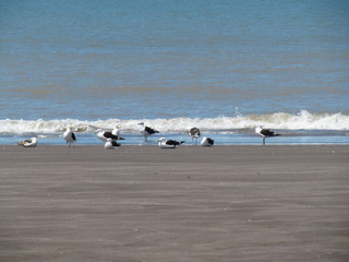 seagulls on the beach - Monte Hermoso - Argentina