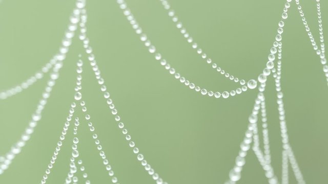 Tropfen auf Spinnennetz