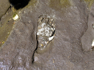 Fossilized footprints of humans over 20,000 years old