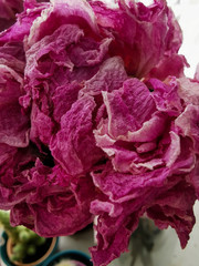 dry peony