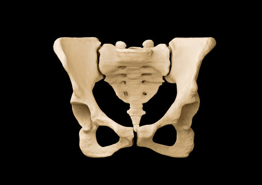 Pelvis, Human skeleton, Female Pelvic Bone anatomy, hip