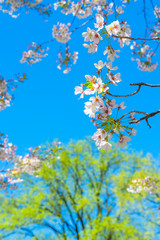 The sunlight illuminates the Cherry blossoms and fresh green trees from blue sky at Central Park New York City NY USA.
