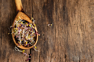 Raw Alfalfa Sprouts
