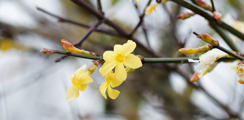 (Jasminum nudiflorum) jasmin d'hiver ou jasmin à fleurs nues aux petits corolles jaune vif et boutons floraux maculés de bordeaux