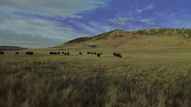 CUSTER STATE PARK, SOUTH DAKOTA - Amerian  Bison known as Buffalo