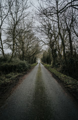 a lonely road with an overgrown roadside in trees