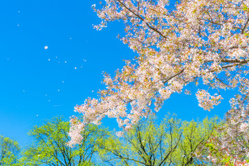 The sunlight illuminates the Cherry blossoms and fresh green trees from blue sky at Central Park New York City NY USA.