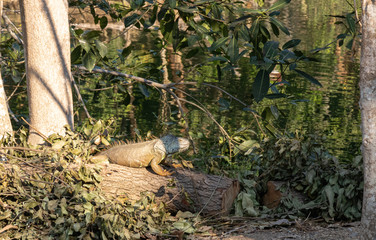 Common iguana, green iguana, striped iguana, sunbathing