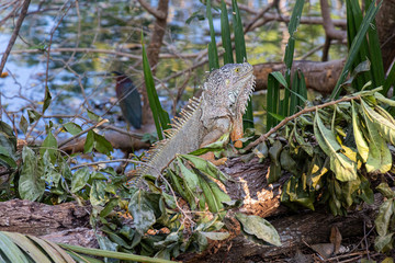 Common iguana, green iguana, striped iguana, sunbathing