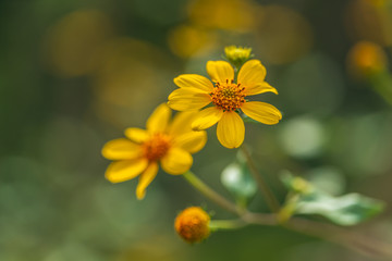Yellow flowers on green background