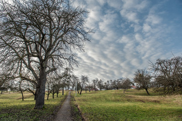 Geradliniger Fußweg zerschneidet Baumwiese vor Wolkenhimmel 