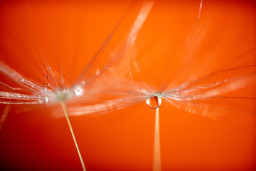 Beautiful water drop on a dandelion flower seed macro in nature. Beautiful deep saturated Orange background.