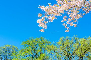 The sunlight illuminates the Cherry blossoms and fresh green trees from blue sky at Central Park New York City NY USA.
