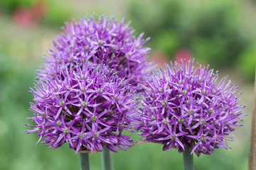 Beautifull allium flowers in blossom closeup