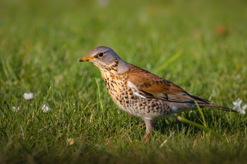 Fieldfare in the grass