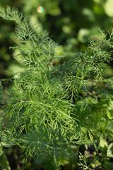 Fresh green dill with morning drops in the plantation