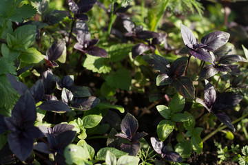  Fresh organic green and purple basil growing in the garden