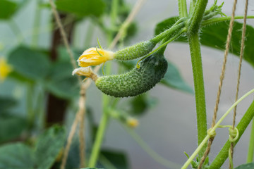 Beautiful small cucumbers growing in the greenhouse country harvest blur bokeh background