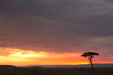 Fototapeta na wymiar Sunset at Masai Mara