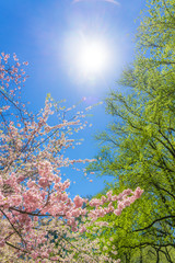 The sunlight illuminates the Cherry blossoms and fresh green trees from blue sky at Central Park New York City NY USA.