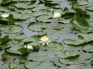 Pond Jewelry